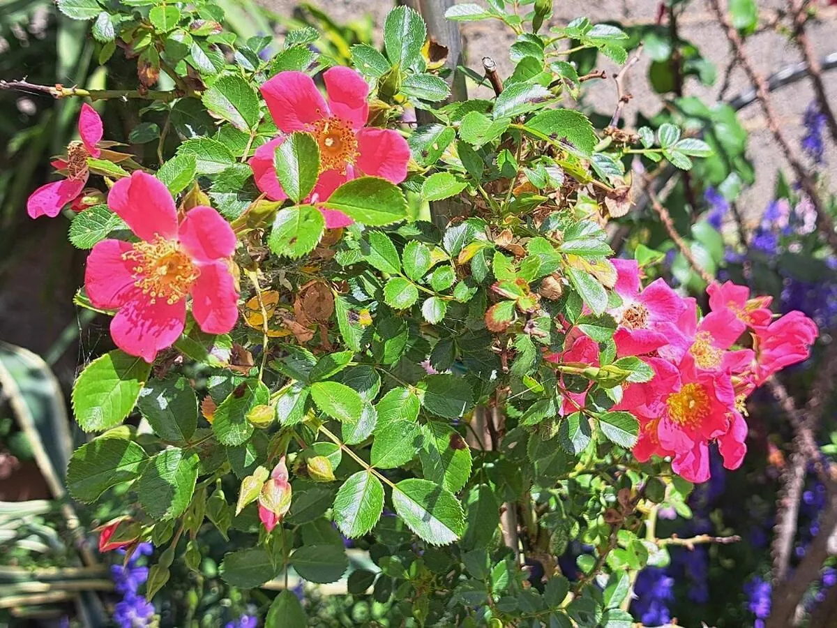I Girasoli Apartment - South Sardinia - Capoterra
